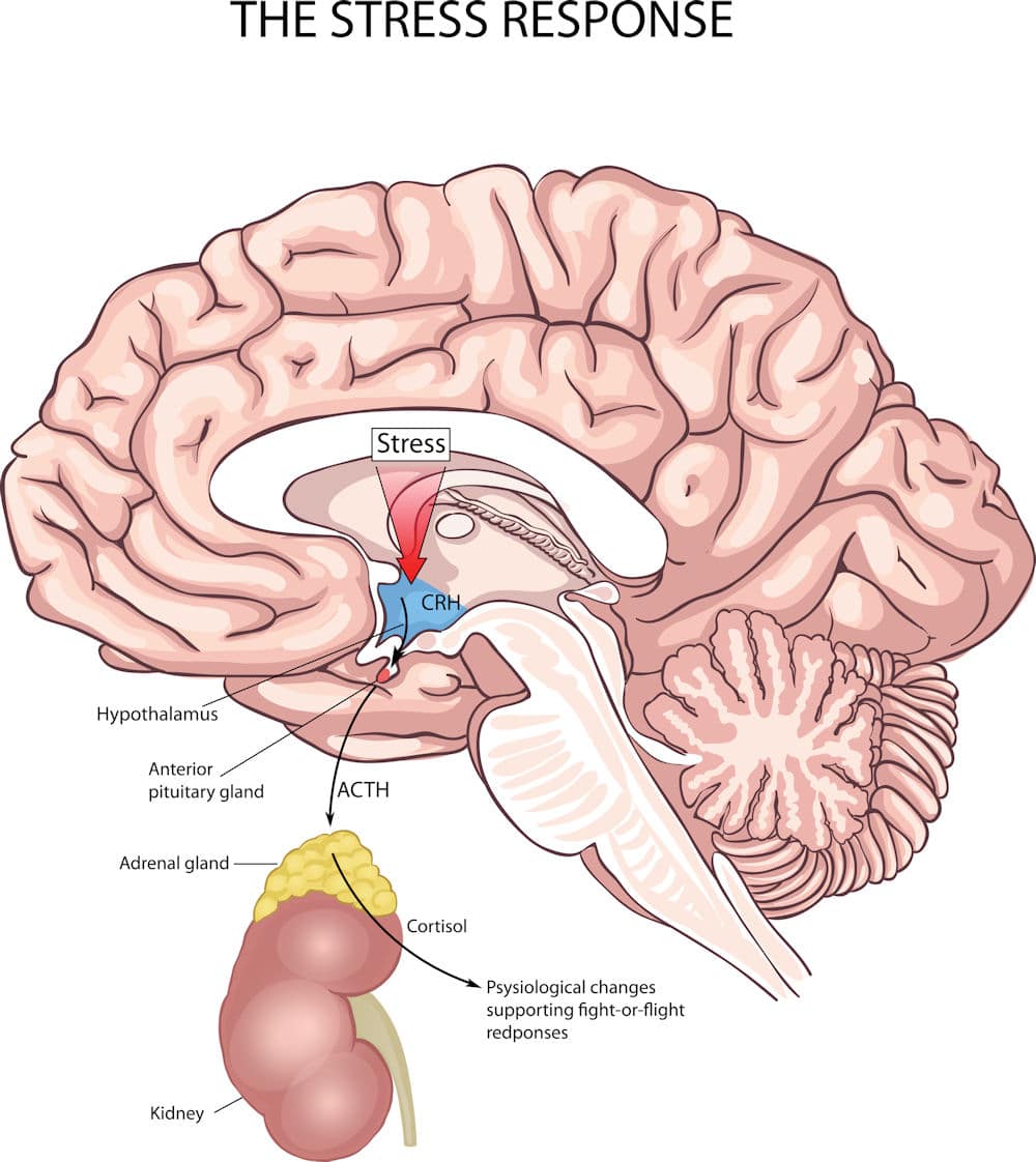 alcohol addiction and stress